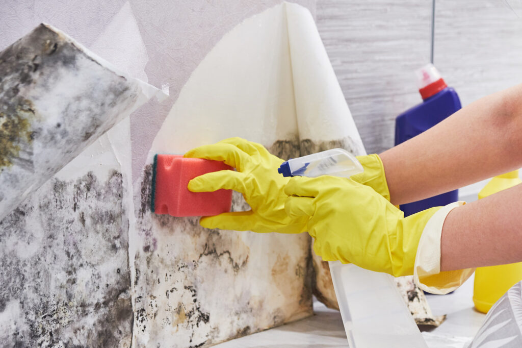 Action Guide How to Combat Mold - Caribbean Cleaning Srq