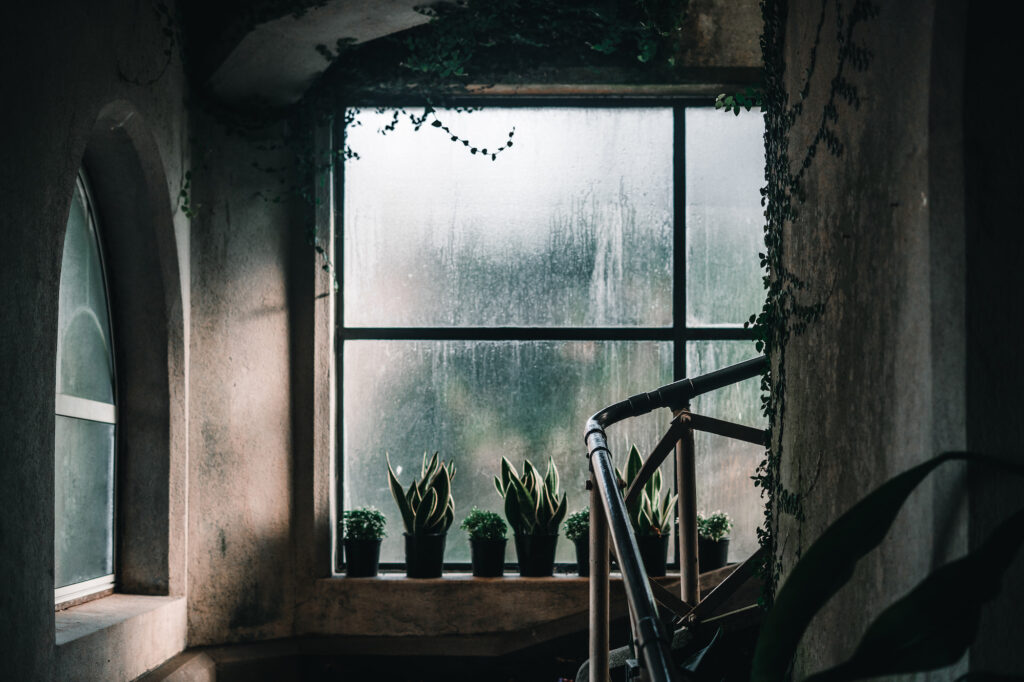 Why Mold Loves Sarasota - Caribbean Cleaning Srq